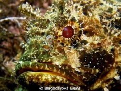 It is autoportret in the Scorpionfish eye.
f5.6, 1/200se... by Blagodarova Elena 